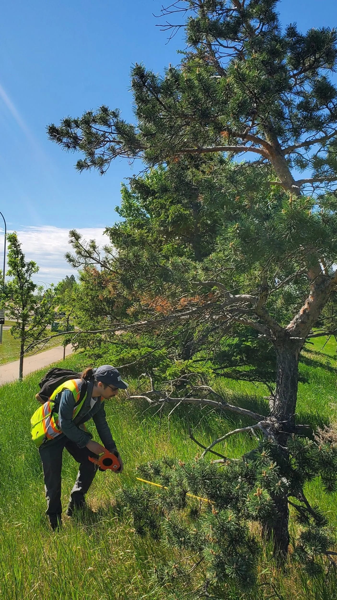 Tree Protection Plans in Edmonton