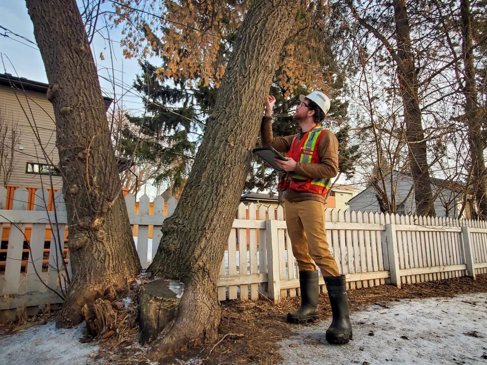 Year-Round Tree Care Checklist for Edmonton Homeowners