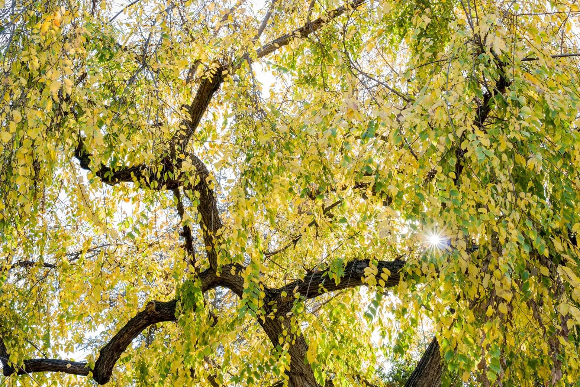 Why Are Elm Seeds Everywhere This Year? Hear Andy's Take on CBC