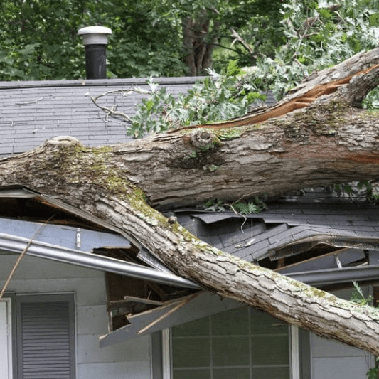 Emergency Tree Removal Service in Edmonton, Alberta