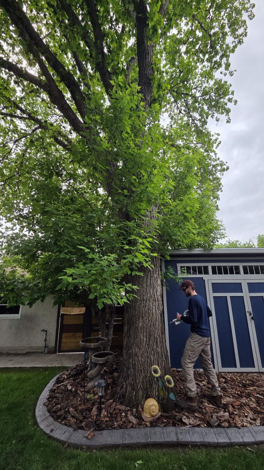 City Tree Service arborist trunk-injecting a mature backyard elm in the Duggan Park area of Edmonton