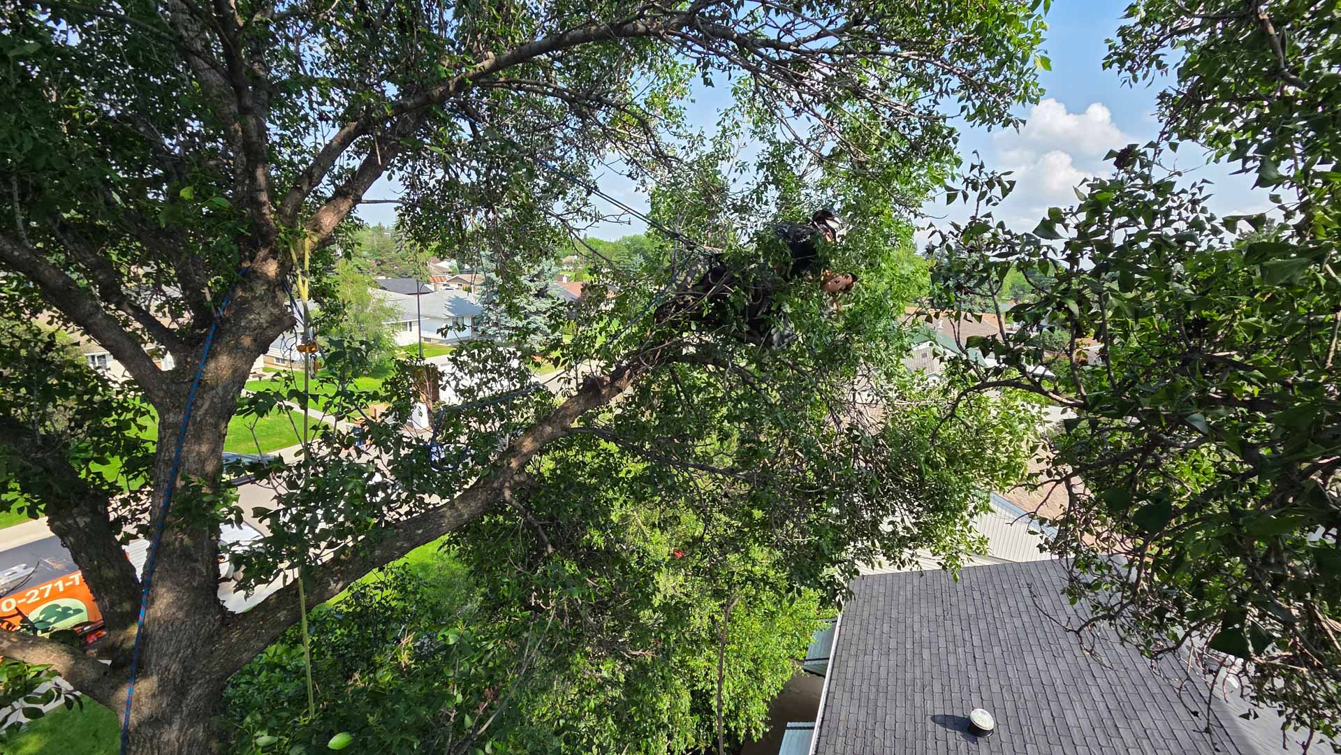 City Tree Service arborist roped high in a storm-worked elm canopy above the rooftops in Edmonton's Grovenor neighbourhood