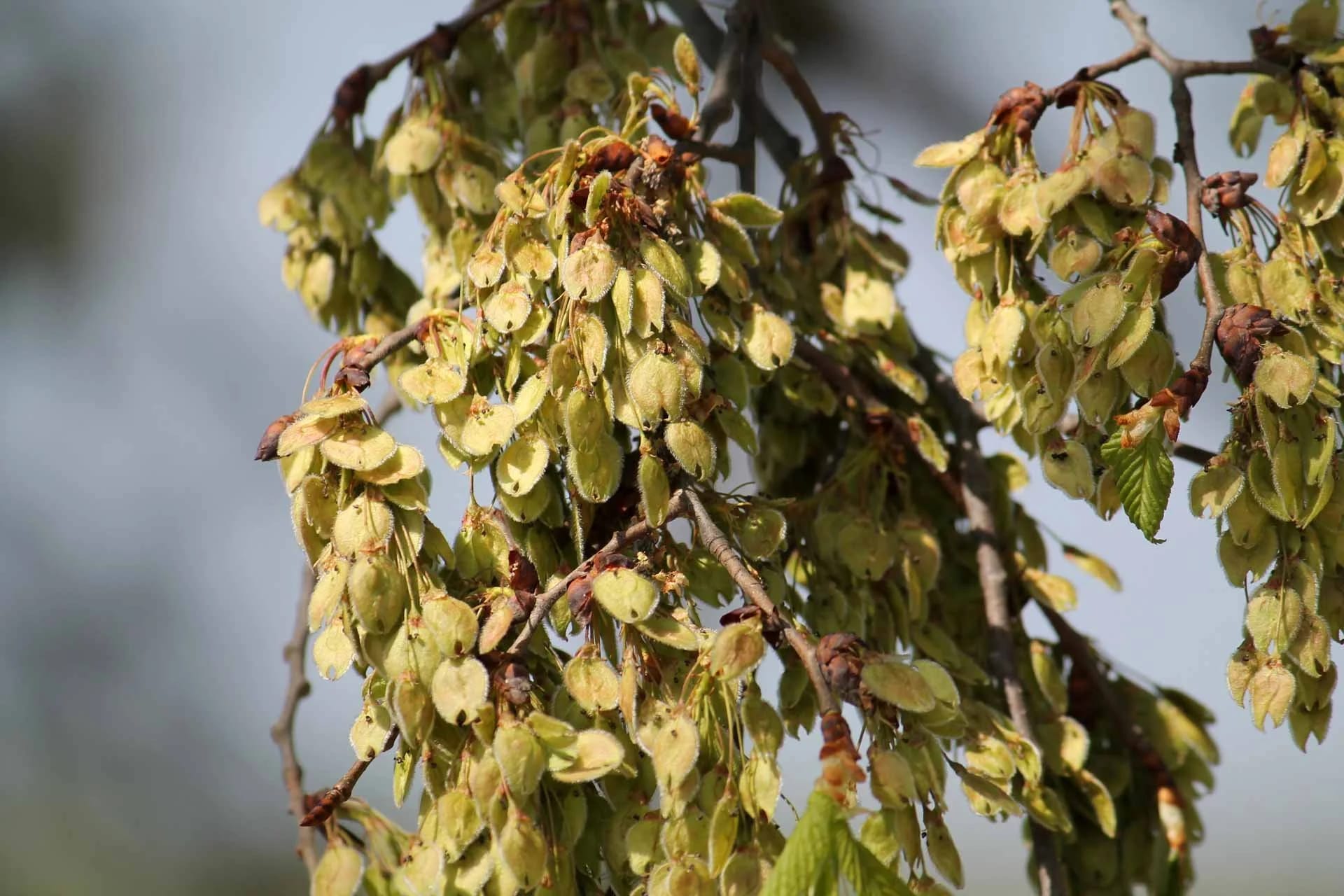 Fruits and seeds of European White Elm or Ulmus laevis