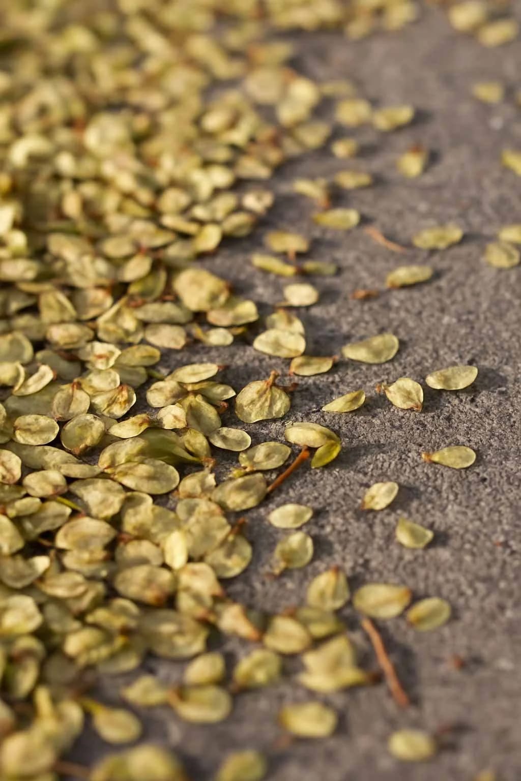 Elm seeds on sidewalk
