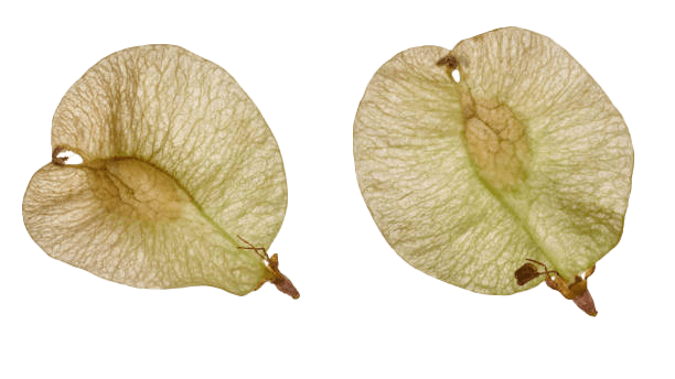 Elm tree seed pods
