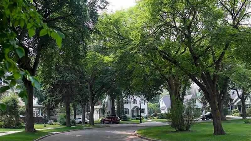Tree-lined residential street in Glenora, Edmonton
