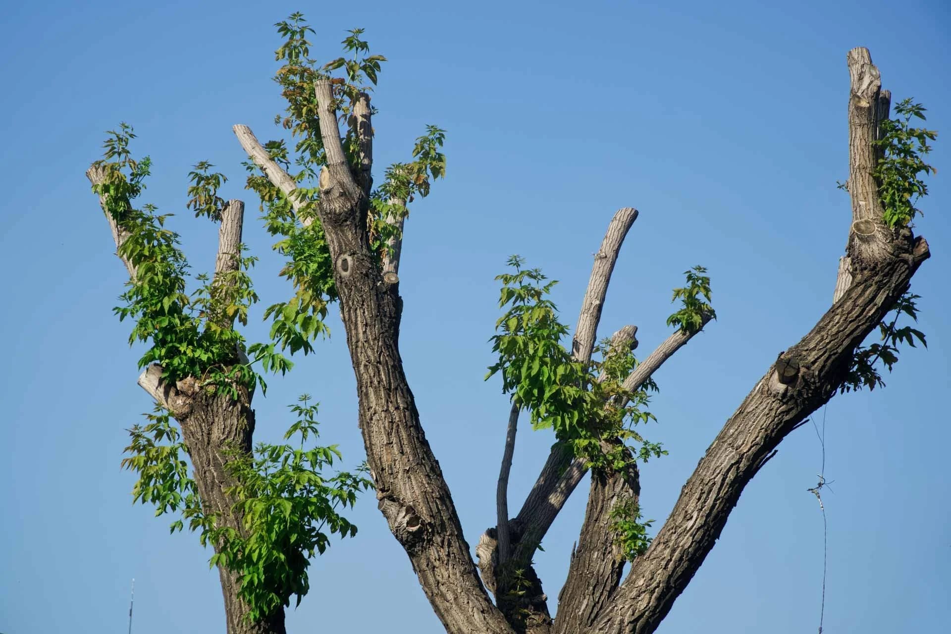 Debunking 10 Common Tree Care Myths in Alberta