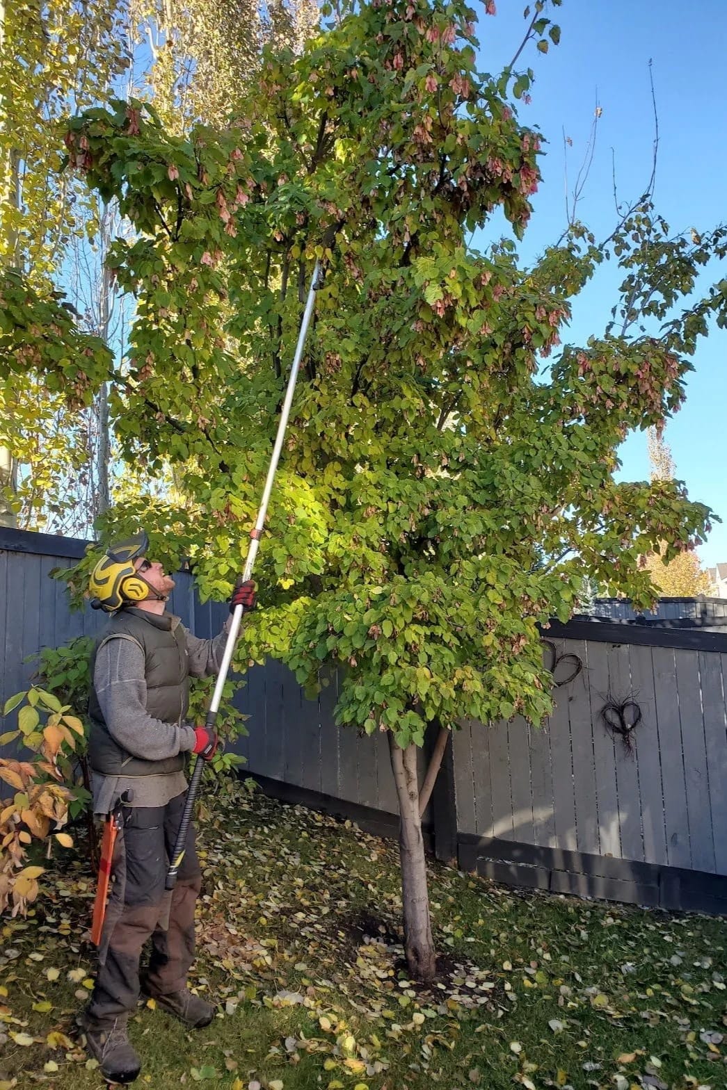 Why people search for an arborist online