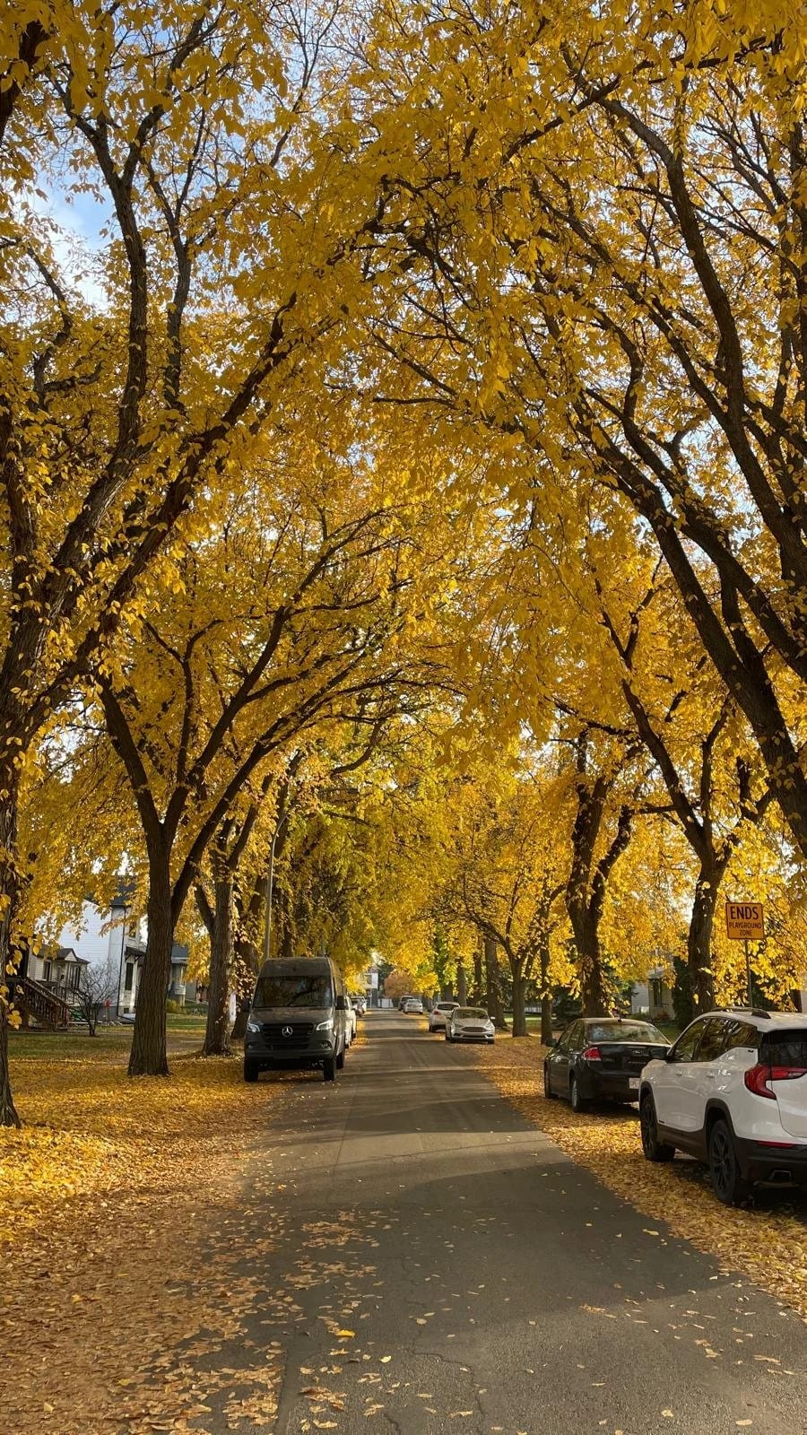 Elm Trees in Edmonton