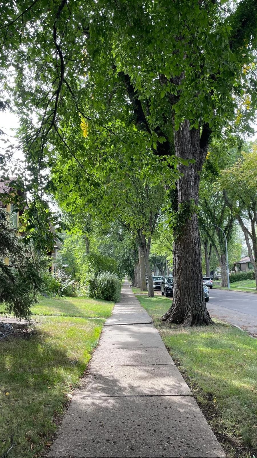 American elm tree in Edmonton
