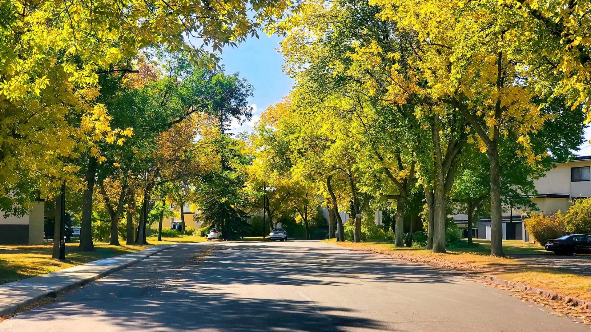 How Edmonton's Mature Neighbourhoods Benefit from Tree Preservation