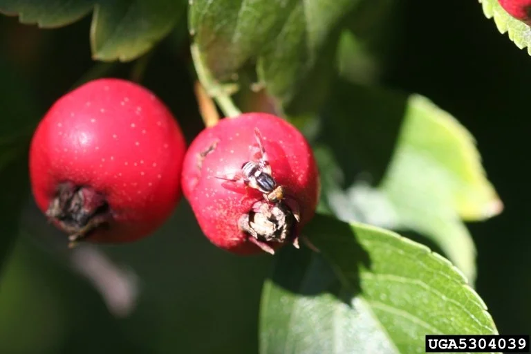 Common Tree Diseases in Edmonton (and How to Treat Them)