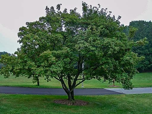 Amur Maple tree in yard