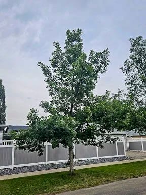 20250717-burr oak 1.jpg