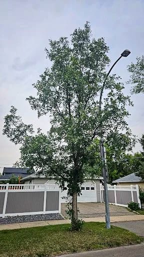 20250717-burr oak 2.jpg