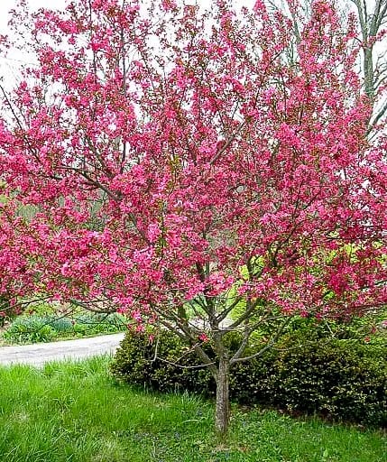 20250717-Flowering Crabapple-02.jpg