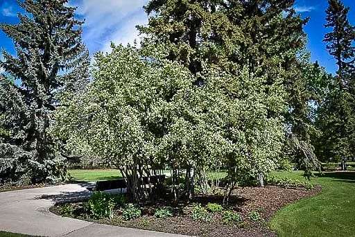 20250717-Saskatoons-01.jpg