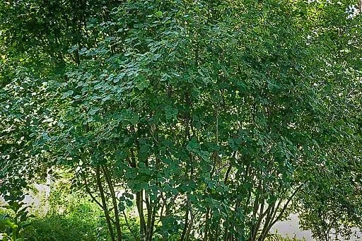 20250717-Saskatoons-02.jpg