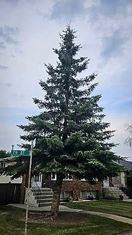 White Spruce tree in yard