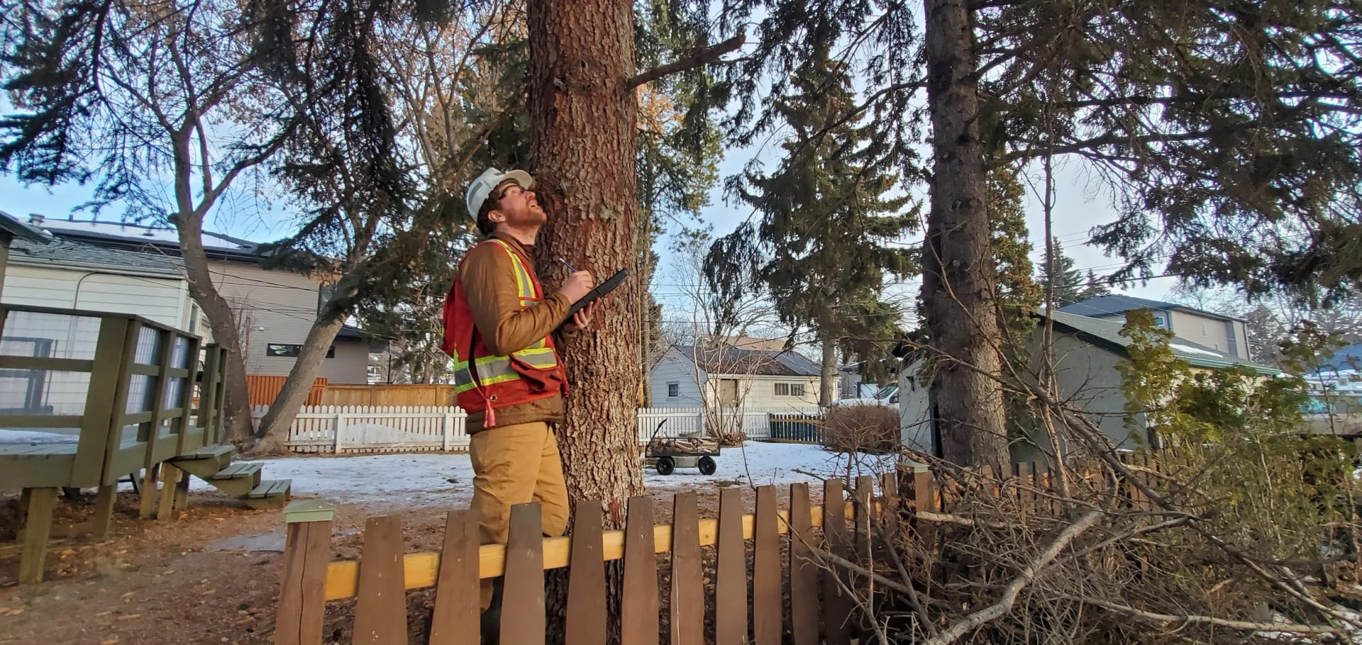 ISA-certified arborist inspecting a mature spruce tree in a residential Edmonton yard after storm conditions