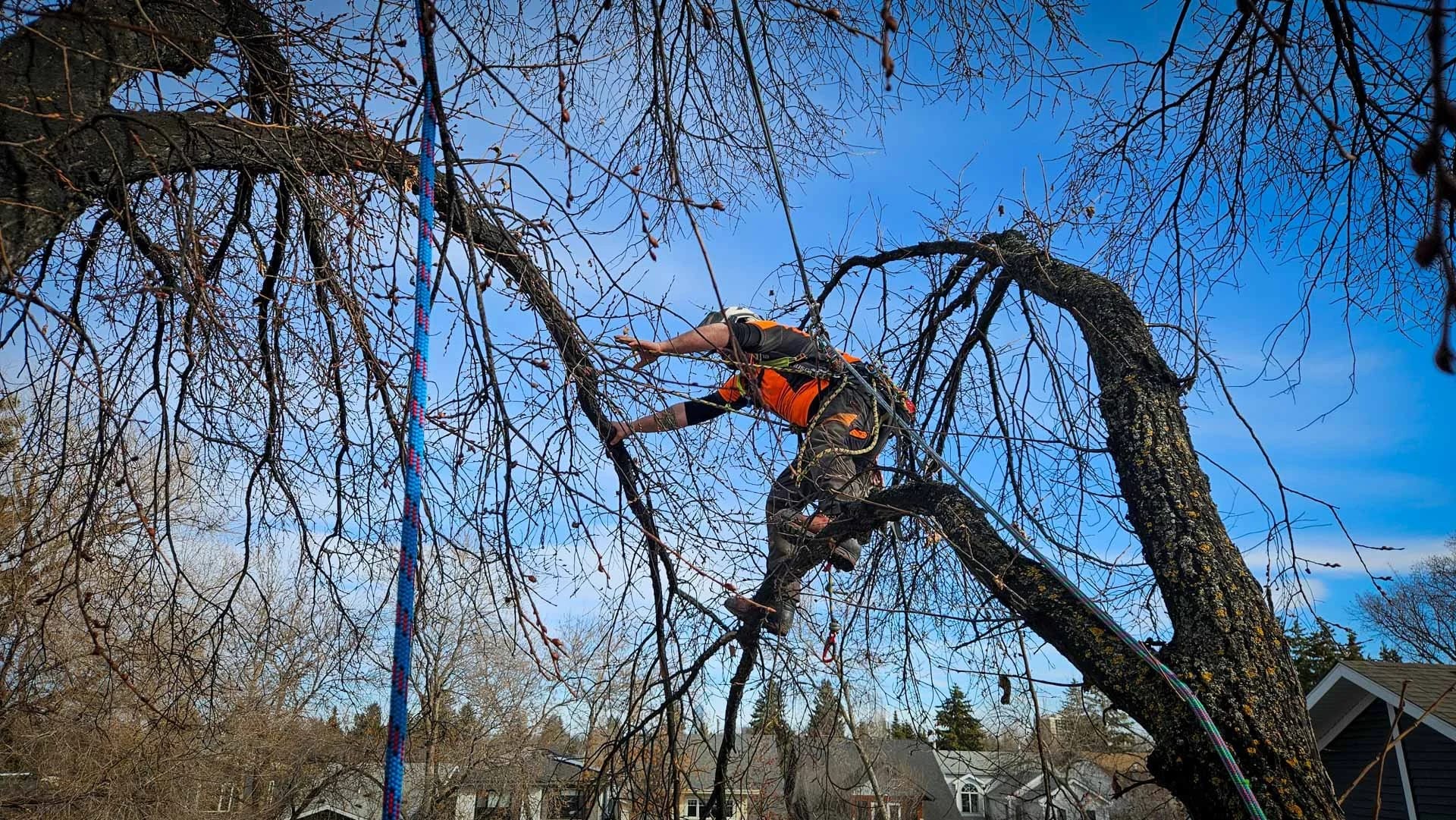 Tree Pruning in Fall