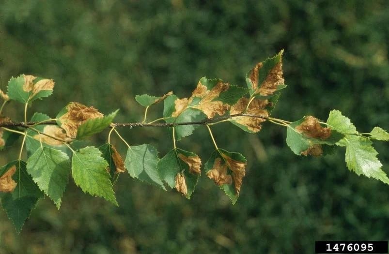 Birch leaf with pale blotchy damage caused by leaf miner larvae feeding inside the leaf tissue.