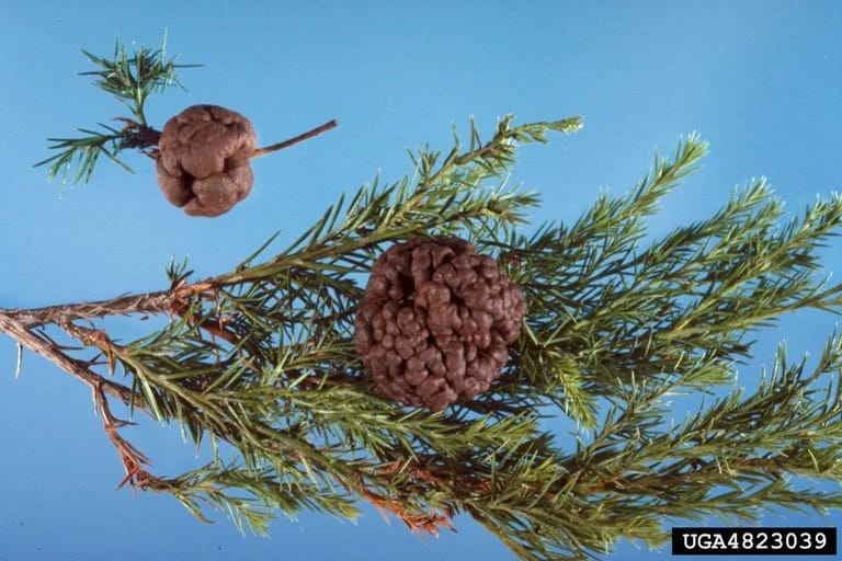 Reddish-brown cedar-apple rust gall on juniper branch during dormant phase before telia horn development.
