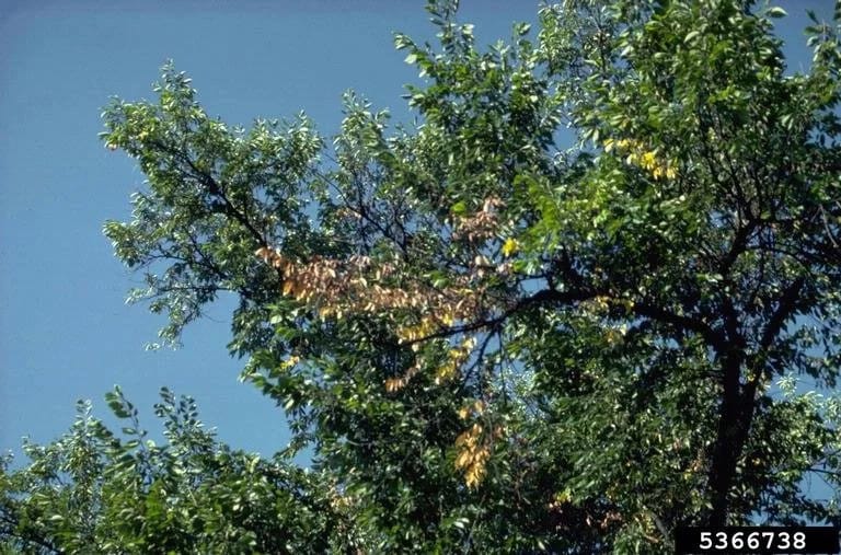 Elm leaves turning yellow and wilting — early symptoms of Dutch Elm Disease caused by fungal infection.