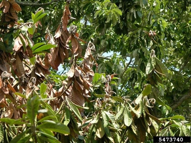 Scorched brown apple leaves and twigs with fire blight symptoms caused by Erwinia amylovora.