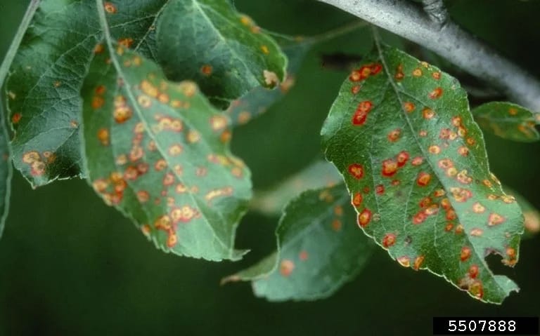Bright orange gelatinous galls on juniper branch — symptoms of cedar-apple rust fungal disease.