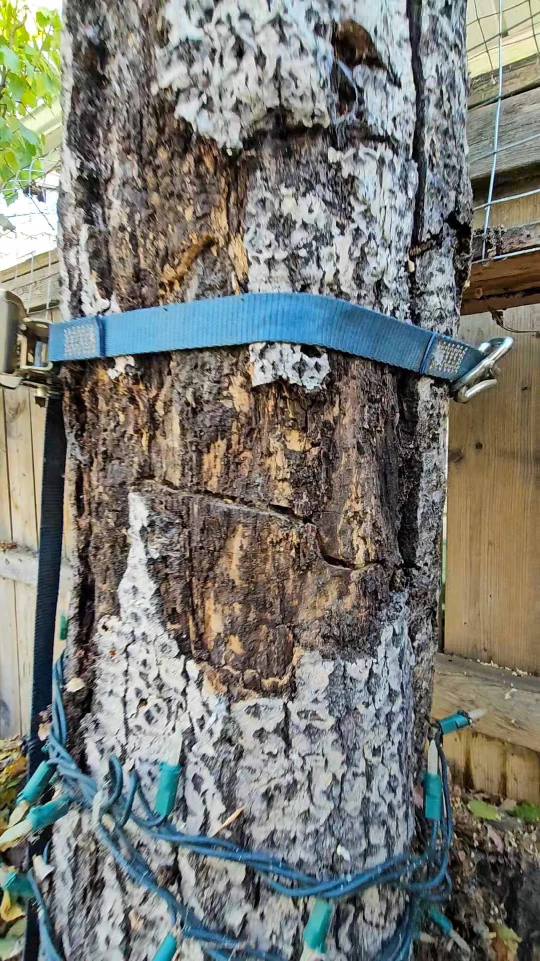 Horizontal crack through a tree stem