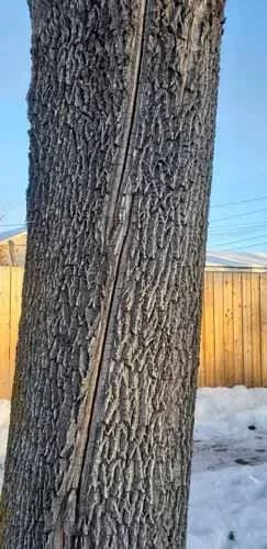 The above shows a frost crack in a green ash - frost cracks don't affect the structural stability of treesThe above shows a frost crack in a green ash - frost cracks don't affect the structural stability of trees